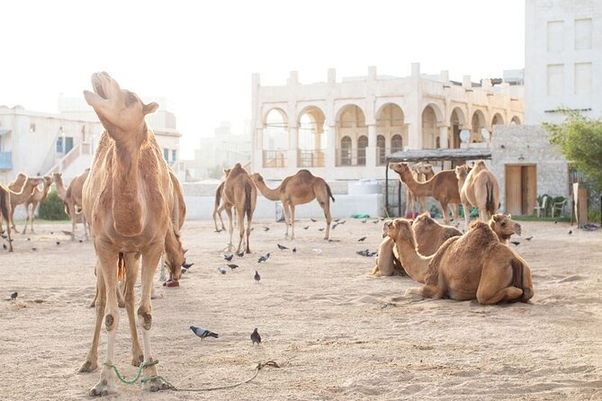 Private Doha Guided City Tour To All Main Attractions - Price and logistics for a private tour that avoids taxi chaos