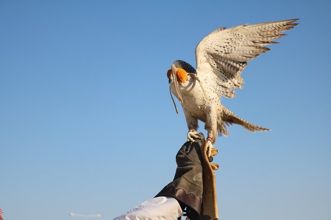 Private Dunes Bashing | Desert Safari | Sand Boarding - Sealine Beach Start, Camels, Falcons, and Inland Sea Views