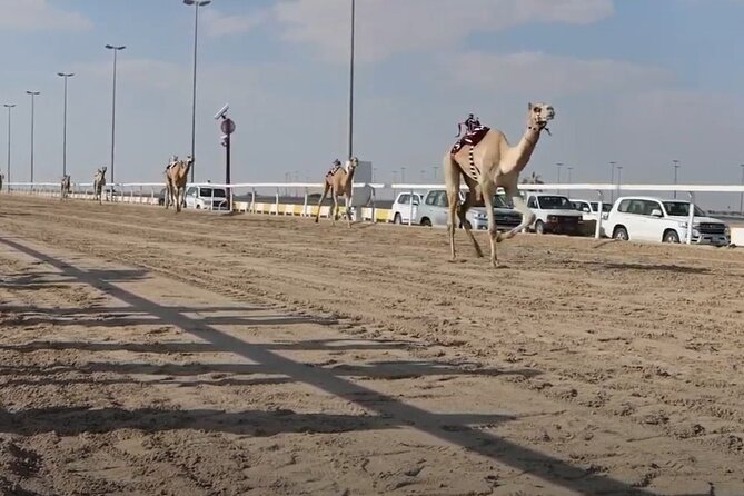 Private Full Day Guided Tour in Qatar North and West - Camel Racing at Al Shahaniya: Watch Sport and Training Up Close