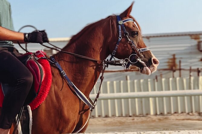 Private Horse and Camel Riding Experience in Doha - Key highlights worth noting before you go