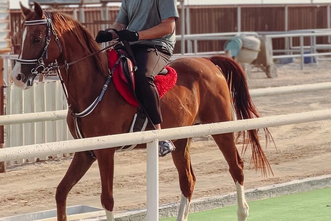 Private Horse and Camel Riding Experience in Doha - Horse and camel riding from Doha, what this experience really is
