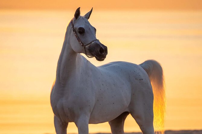 Private Horse and Camel Riding Experience in Doha - Camel riding for 5 to 10 minutes, short, but it hits differently