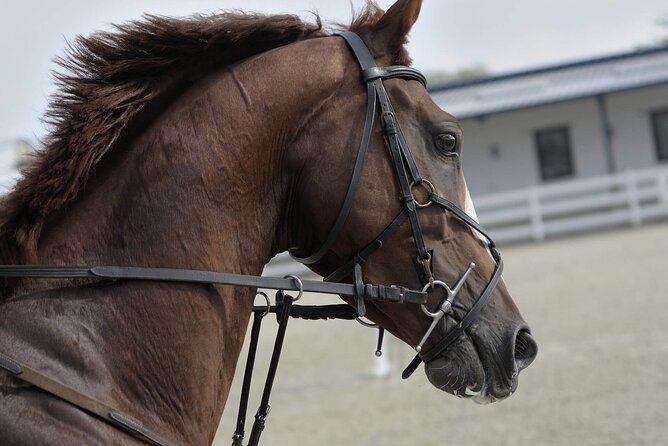 Private Horse and Camel Riding Experience in Doha - Price and value at $150 per person, where it earns its keep