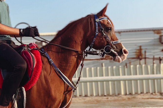 Private Horseback Riding Experience in Doha - Meet the horses and learn the basics before you head out