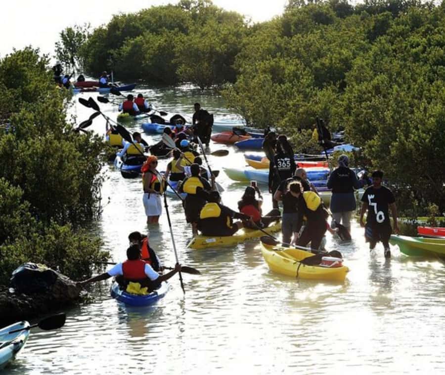 Qatar: Al Thakira Mangrove Forest Kayaking Tour - Key things to know before you go