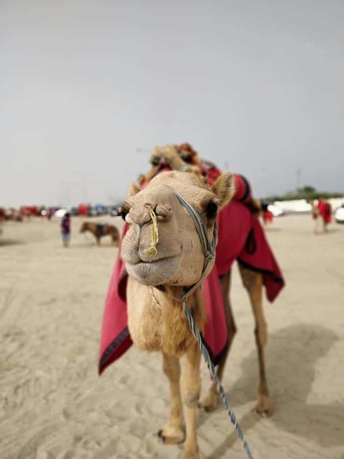 Qatar: Desert Safari, Camel Ride, Inland sea, Sandboarding - Optional quad biking: extra fun, extra responsibility