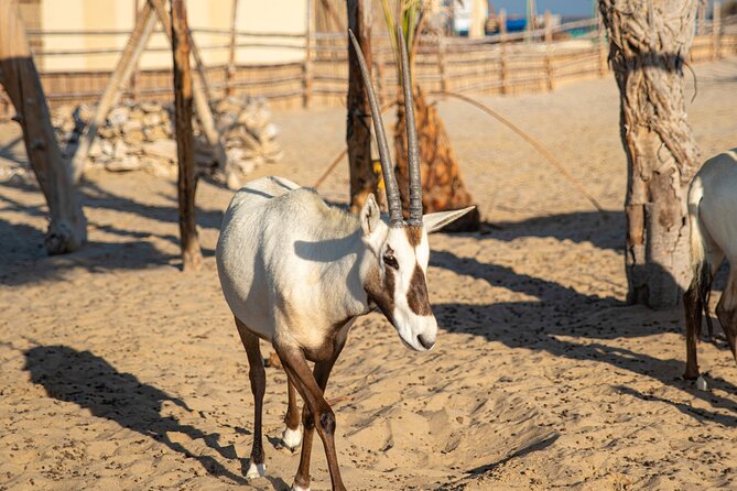 Qatar Half Day Desert Safari(Camel Rides & Sandboarding) - 4x4 Dune Bashing to 50 Meters: Adrenaline with a Safety-First Feel