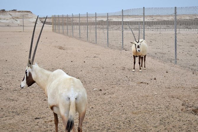 Qatar West Coast tour, Zekreet, Richard Serra Sculpture, Mushroom Rock Formation - Al Shahaniya racetrack: camel training as a real-time glimpse
