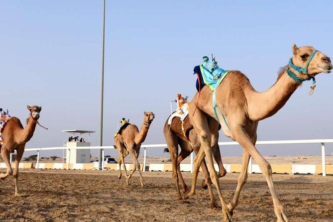 West Of Qatar, Mushroom Rocks, Camel Racing Track, Richard Serra - Richard Serra East-West/West-East: Steel That Changes With Your Steps