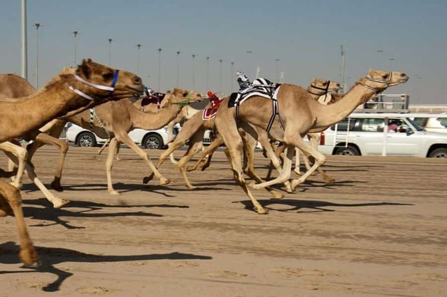 West of Qatar Richard Serra, Mushroom Hills, CamelRace track - Guides matter here, and several names keep showing up