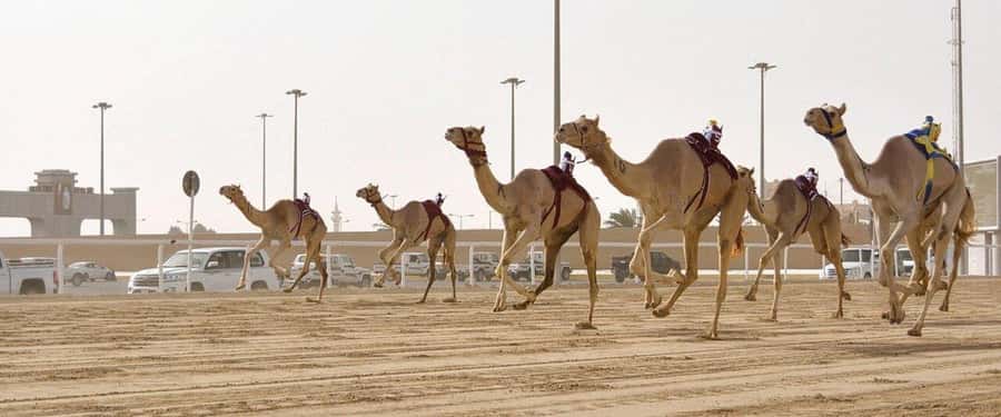 West of Qatar Richard Serra, Mushroom Hills, CamelRace track - Al Shahaniya camel racetrack: tradition, speed, and robotic jockeys