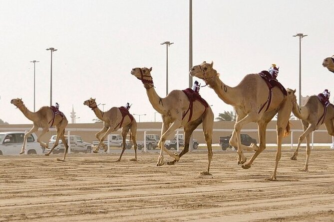 West Of Qatar Richard Serra sculpture, Mushroom Hills,Camel track - Al Shahaniya Racetrack: robot jockey camel racing up close
