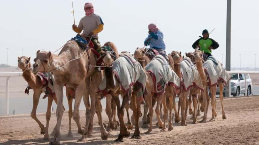West Qatar-Doha Richard sierra,camel race,mushroom rock - Al Shahaniya Camel Racetrack: Fast Photos, Real Local Color